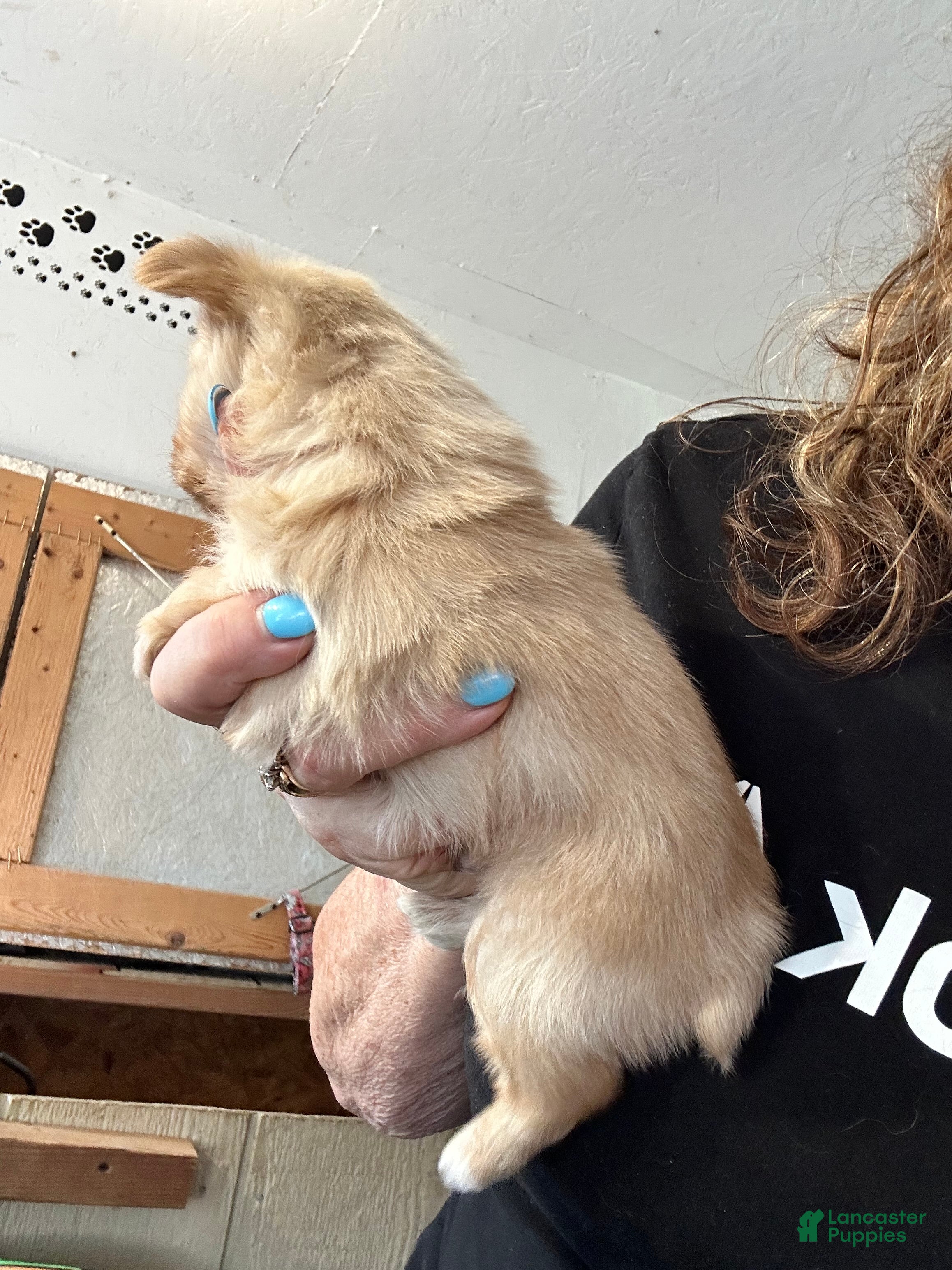 Yorkshire Terrier dogs AKC Calvin Gold dust - Ad 2