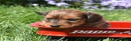 Miniature Dachshund dogs for sale: Hazel - Ad 4