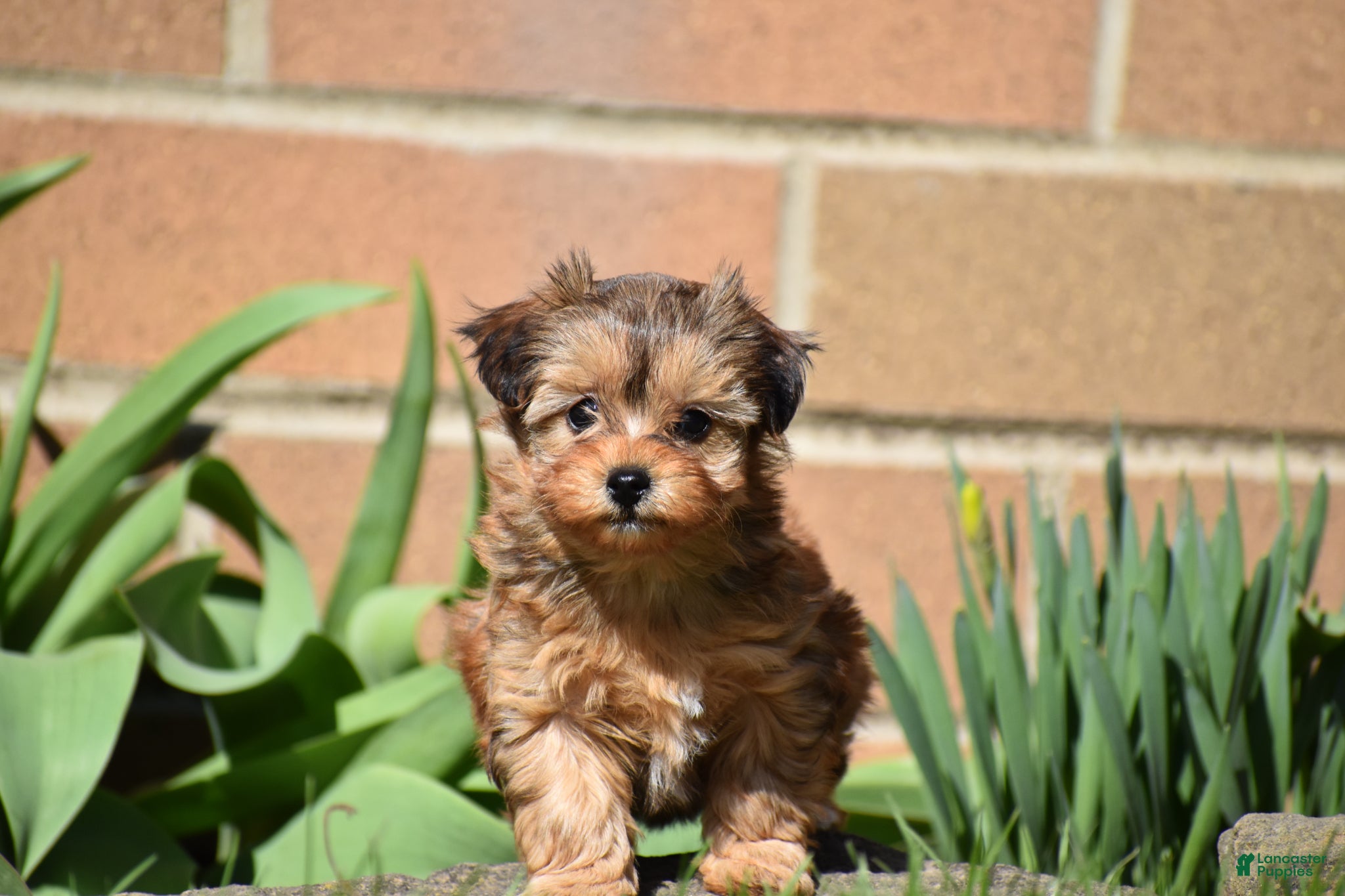 Mixed Breed dogs Sage - Ad 2