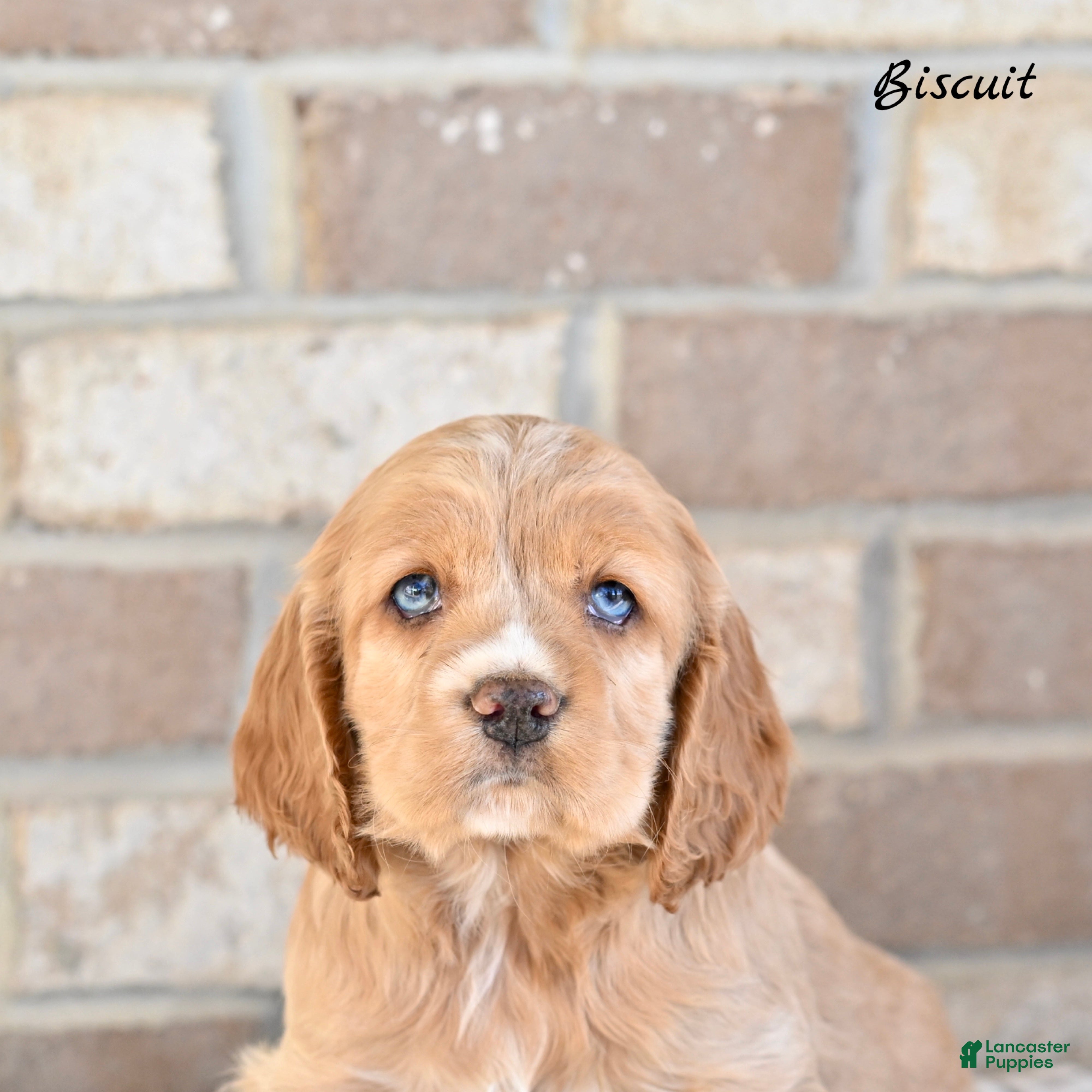 Cocker Spaniel dogs Biscuit  - Ad 2