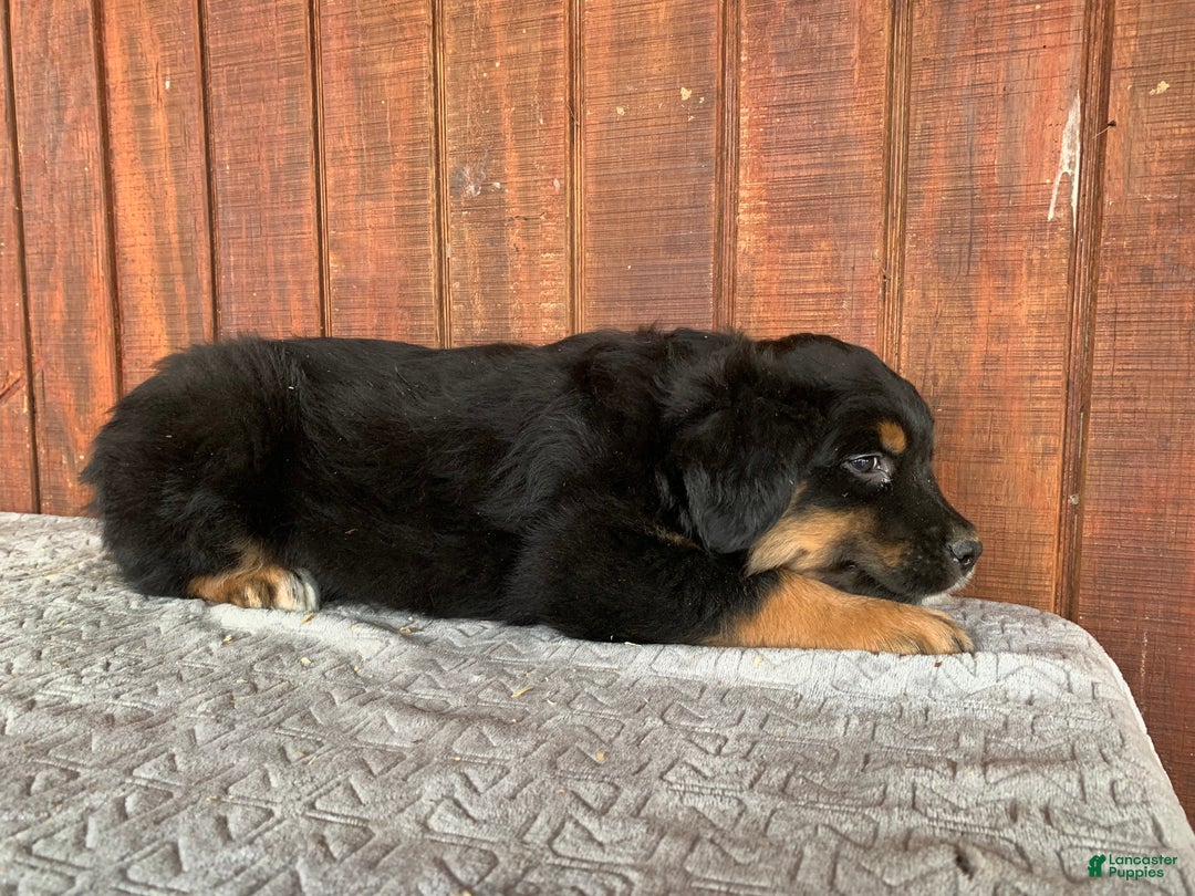 Mixed Breed dogs for sale: Joe - Ad 4