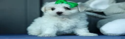 Maltese dogs for sale: PACO - Ad 7