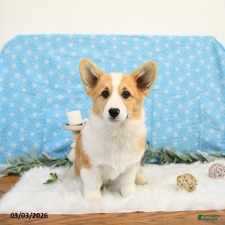 Welsh Corgi Pembroke dogs Roxy - Ad 1