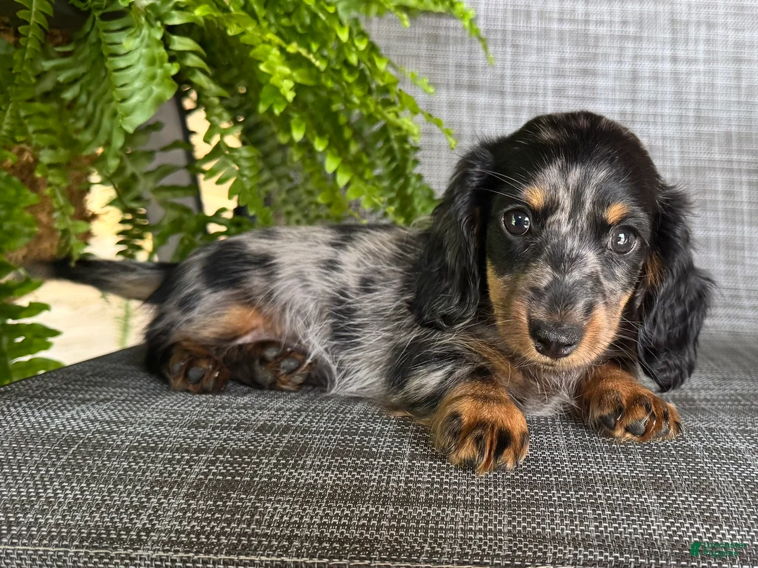 Dachshund dogs for sale: Sara - Ad 2