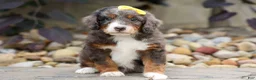 Mini Bernedoodle dogs for sale: Jasper 🐾 🦴 - Ad 6