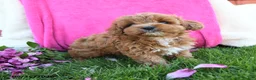 Cavapoo dogs for sale: Fancy - Ad 3