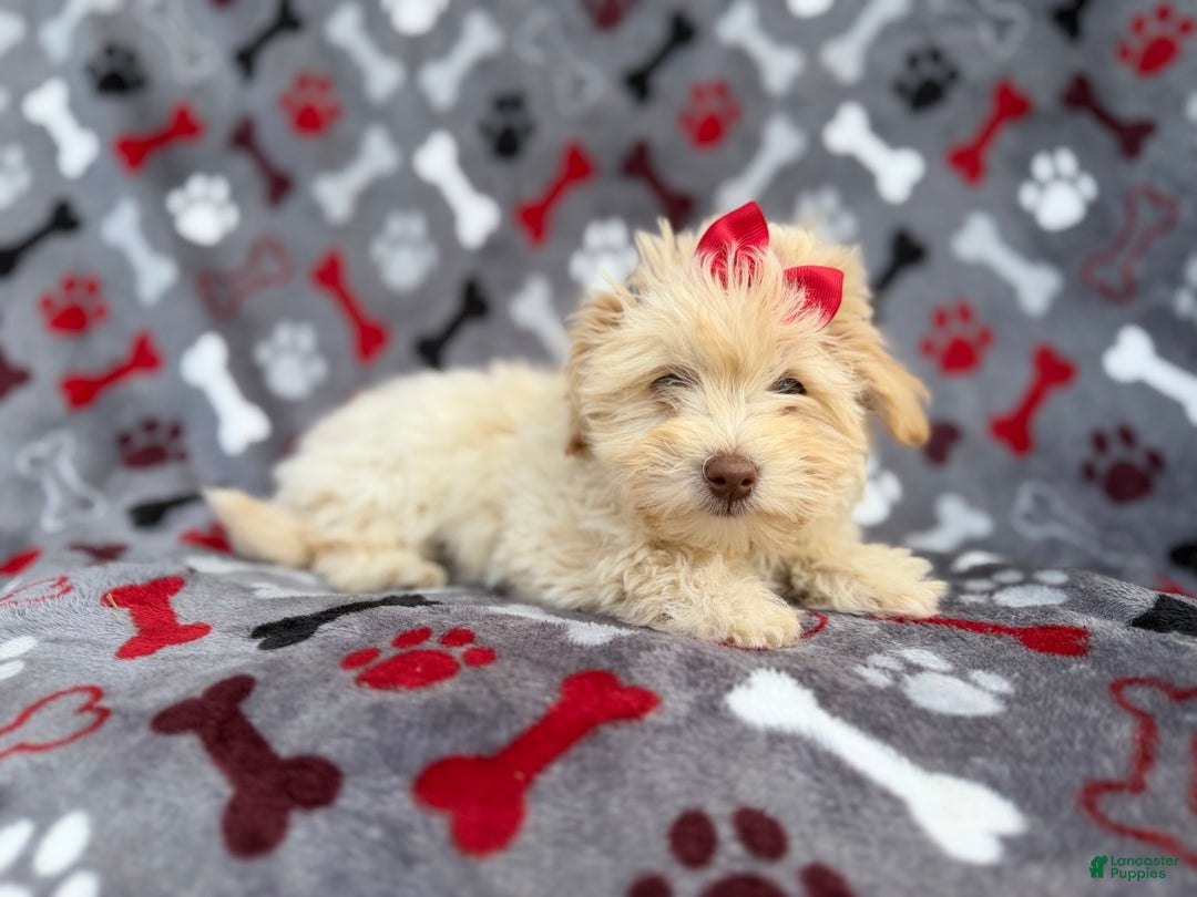 Havapoo dogs for sale: Faith - Ad 1