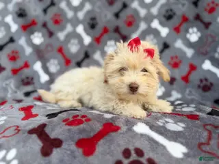 Havapoo dogs Faith - Ad 2