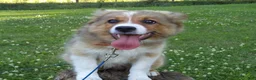 Australian Shepherd dogs for sale: Toby - Ad 9