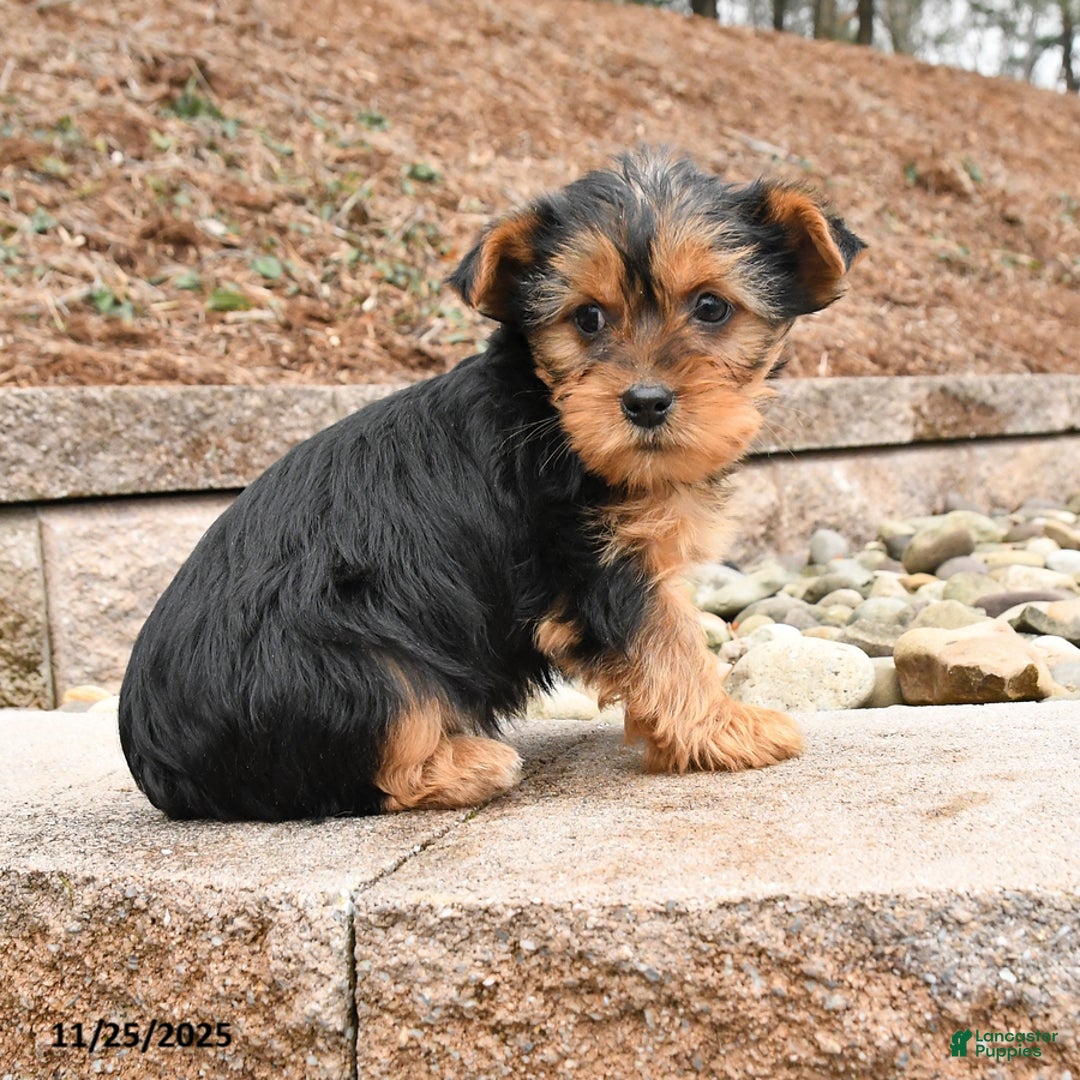 Yorkshire Terrier dogs for sale: Kane - Ad 2