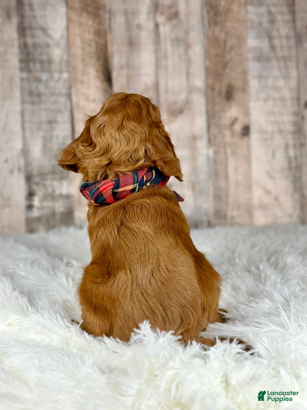 Cavapoo dogs for sale: Girl Dotty - 4936 - Ad 21