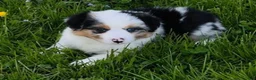 Miniature Australian Shepherd dogs for sale: Hadassah - Ad 6