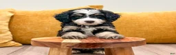 Mini Bernedoodle dogs for sale: Clover - Ad 5