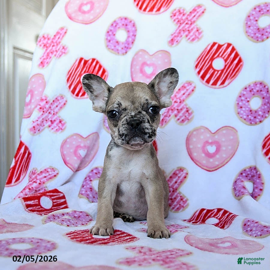 French Bulldog dogs Paris - Ad 2