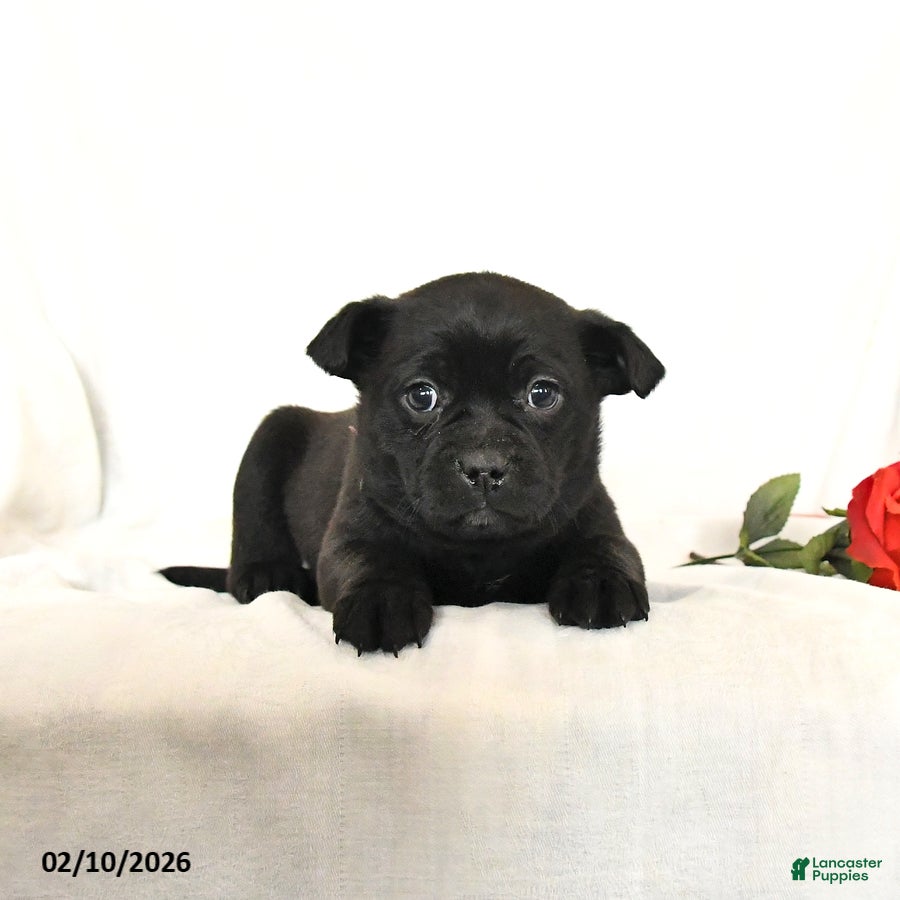 Mixed Breed dogs Sheba - Ad 2