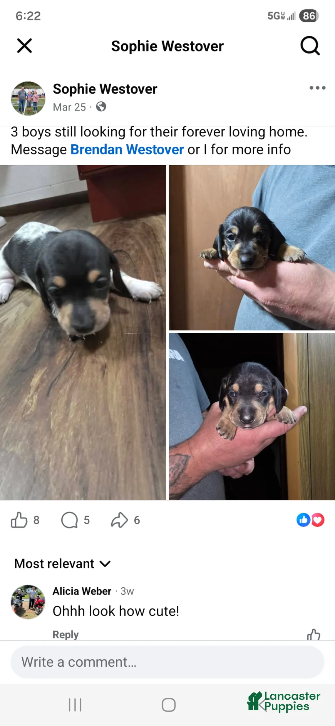 Miniature Dachshund dogs for sale: Miniature Dachshund Puppy 1 - Ad 4