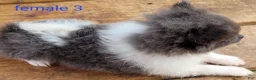 Pomeranian dogs for sale: Liberty  - Ad 14