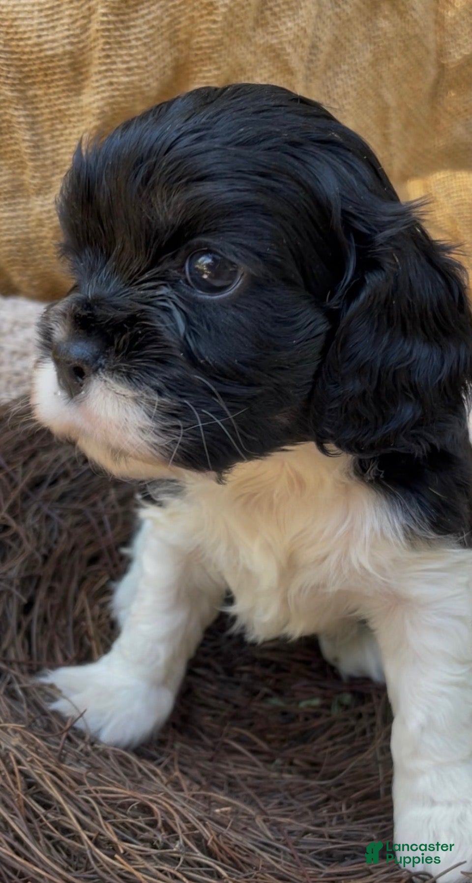 Mixed Breed dogs Zoë - Ad 1