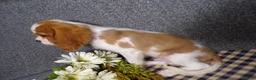 Cavalier King Charles Spaniel dogs for sale: Baxter - Ad 6