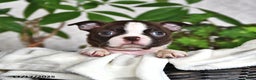 Boston Terrier dogs for sale: Ruthie - Ad 5