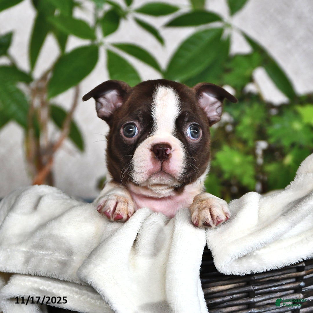 Boston Terrier dogs for sale: Ruthie - Ad 5