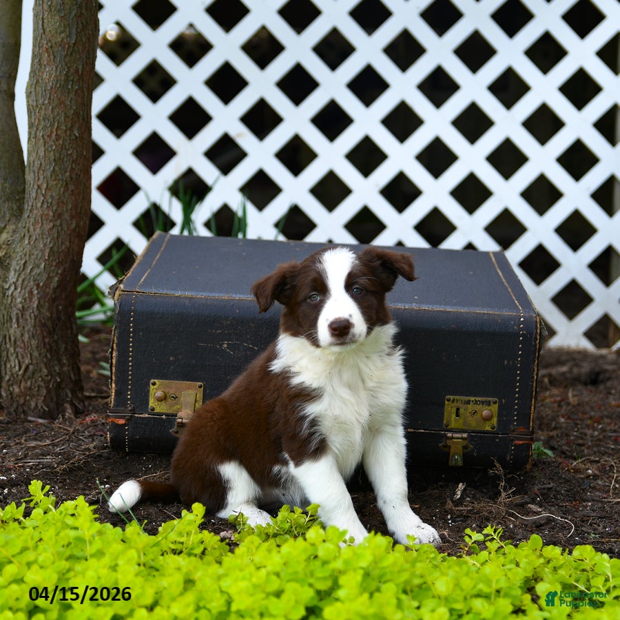 Border Collie dogs Lacey - Ad 1
