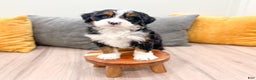Mini Bernedoodle dogs for sale: Grace - Ad 8