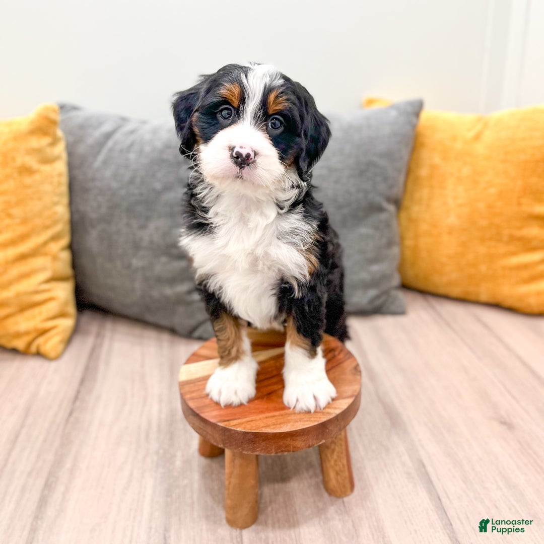 Mini Bernedoodle dogs for sale: Grace - Ad 8