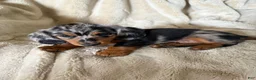 Miniature Dachshund dogs for sale: Sebastian - Ad 5