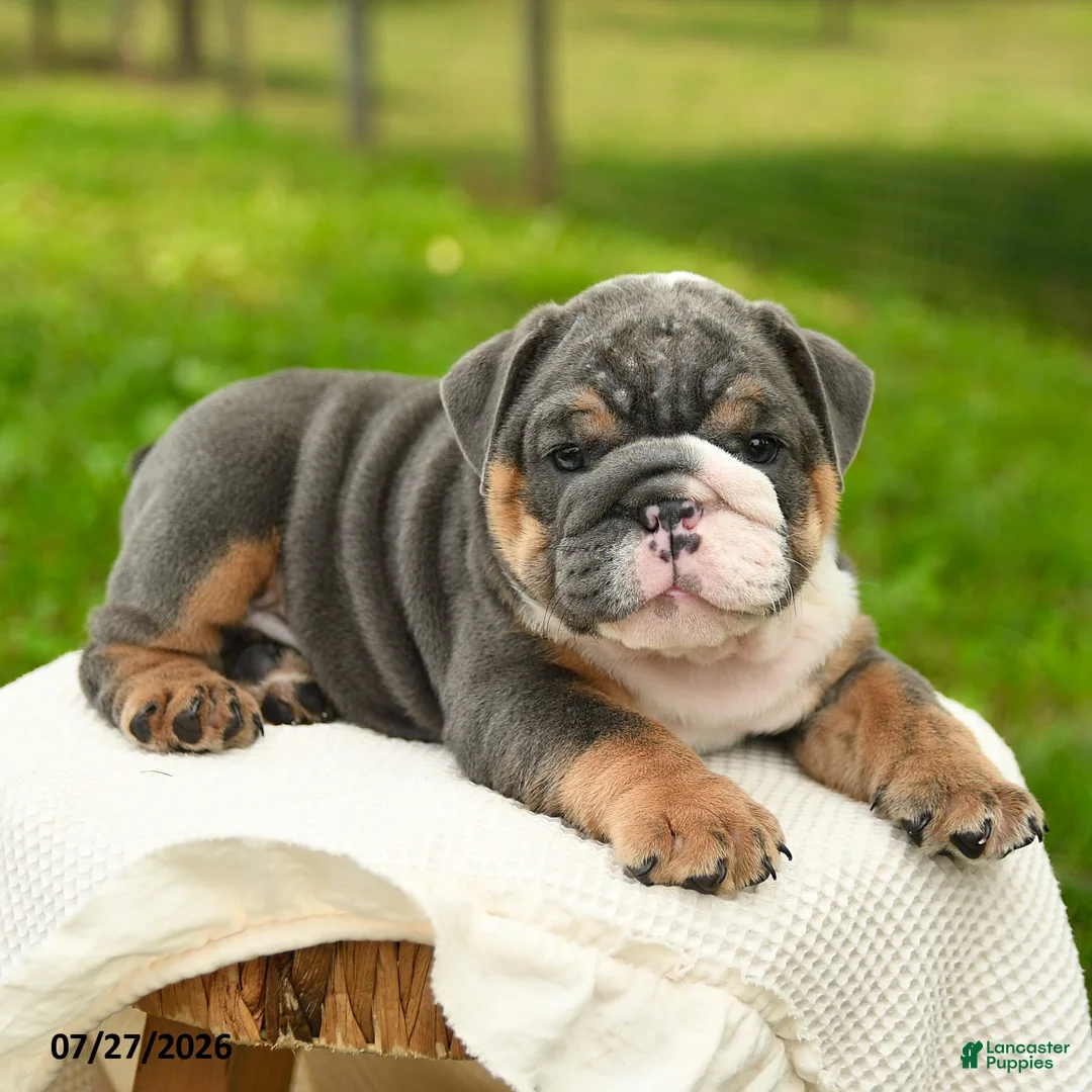 English Bulldog dogs for sale: Mr Blue - Ad 5