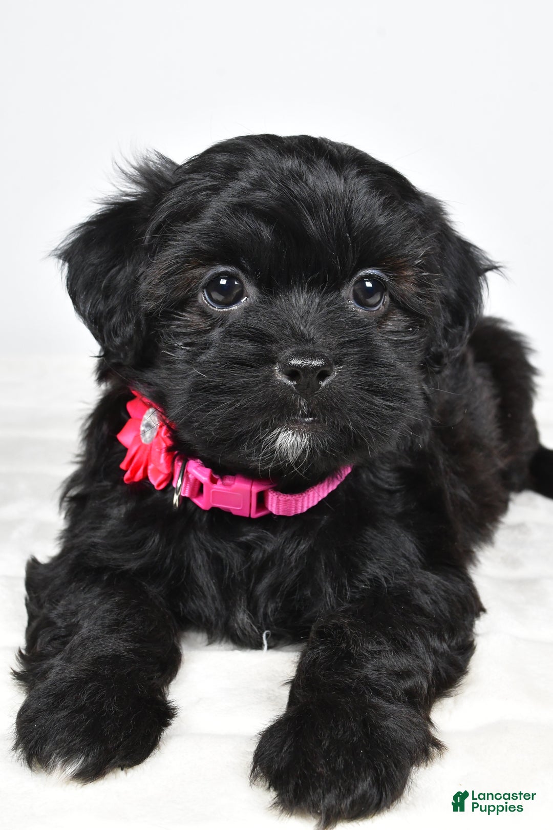 Shihpoo dogs for sale: Izzy - Ad 9