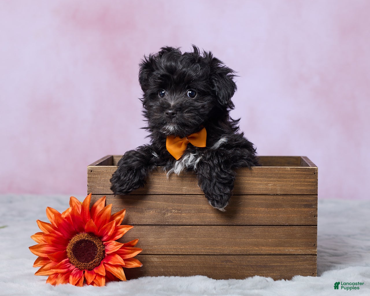 Aussiedoodle dogs Oreo - Ad 1