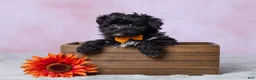 Aussiedoodle dogs for sale: Oreo - Ad 1