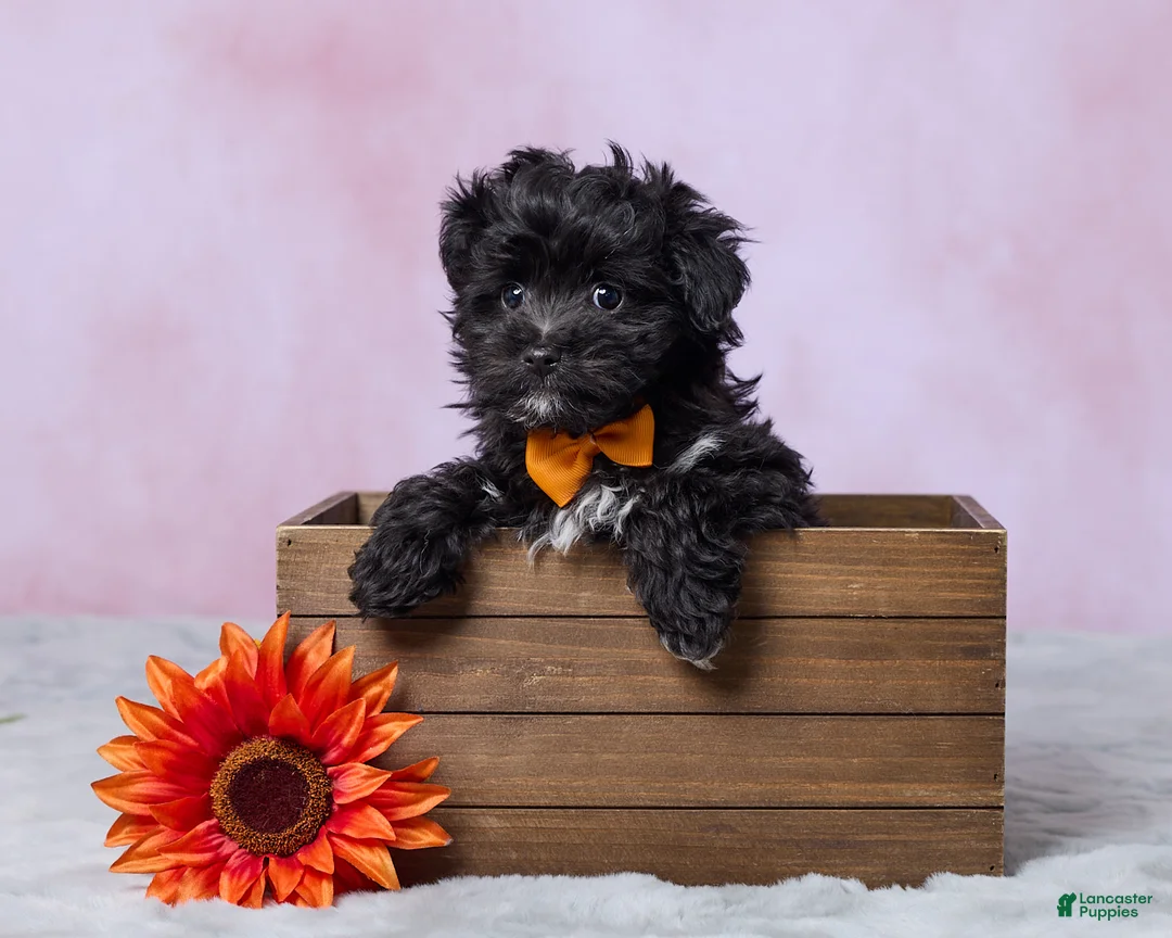 Aussiedoodle dogs for sale: Oreo - Ad 1
