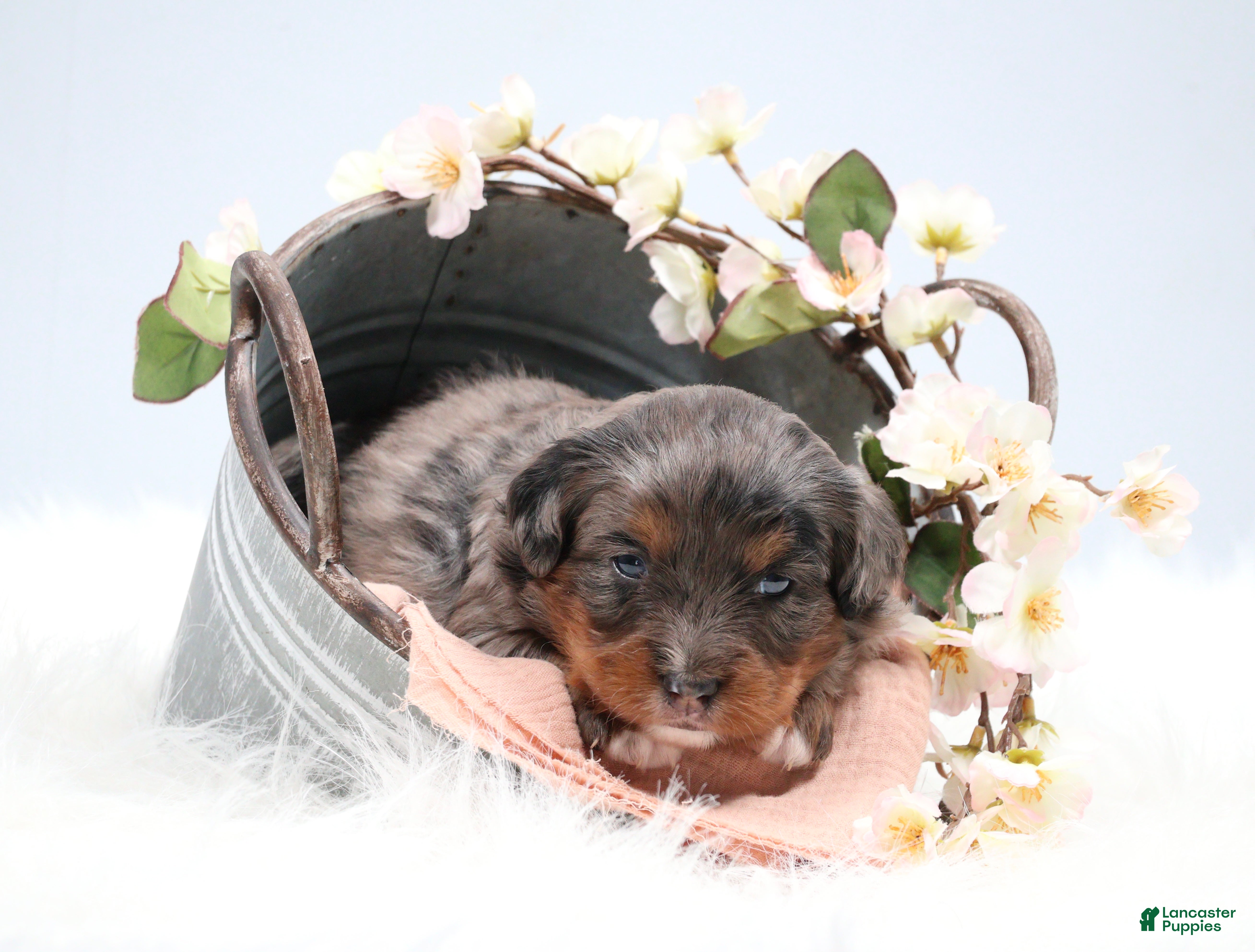 Mini Bernedoodle dogs Candy  - Ad 2