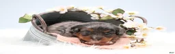 Mini Bernedoodle dogs for sale: Candy  - Ad 7