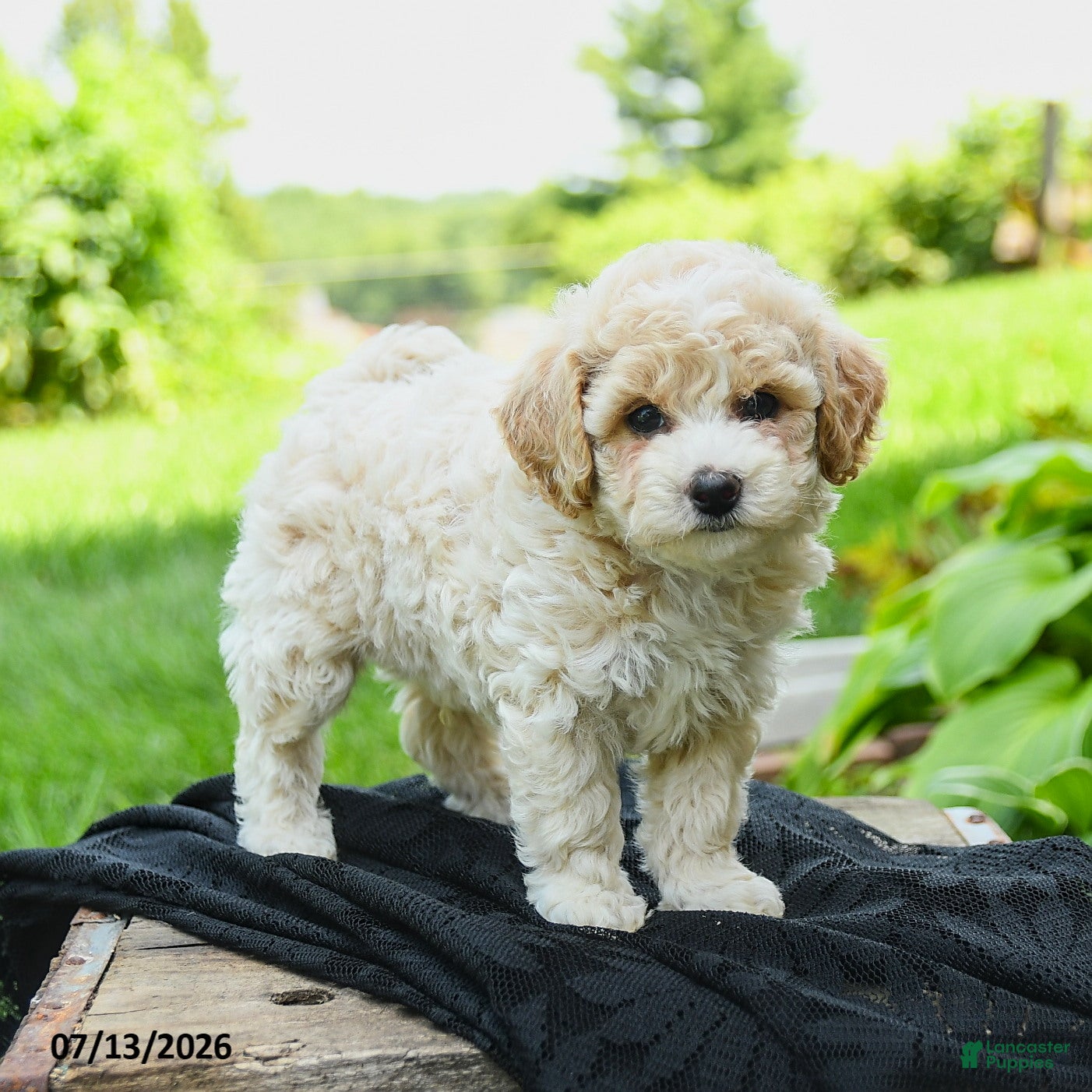 Bichpoo dogs Henry - Ad 1