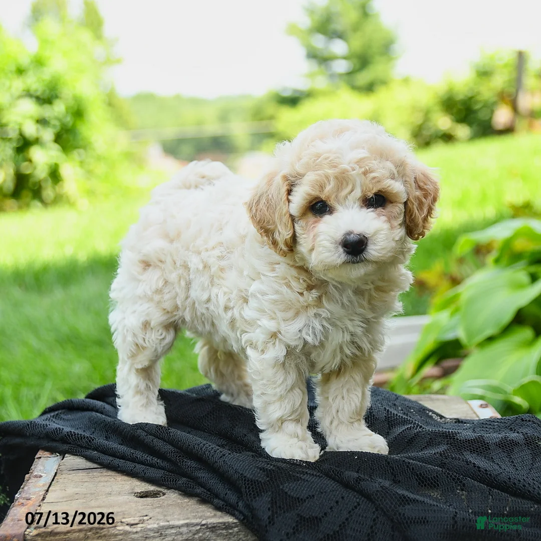 Bichpoo dogs for sale: Henry - Ad 1