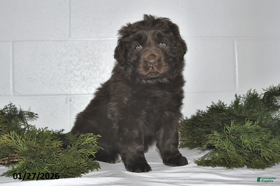 Newfoundland dogs for sale: Mindy - Ad 4