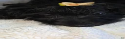 Yorkiepoo dogs for sale: Yorkiepoo female 3 months old puppy 💛 - Ad 6