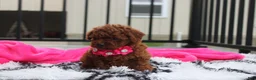 Toy Poodle dogs for sale: Kali - Ad 9