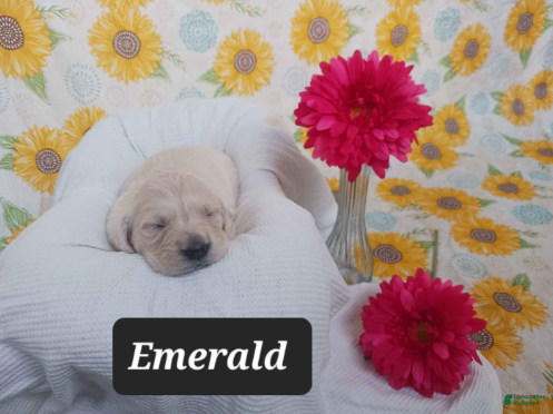 Golden Retriever dogs Emerald - Ad 1