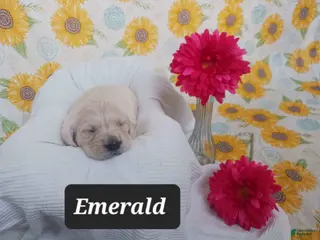 Golden Retriever dogs for sale: Emerald - Ad 2