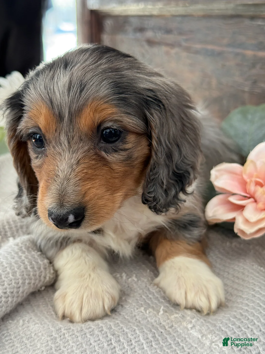 Miniature Dachshund dogs for sale: Murphy - Ad 15