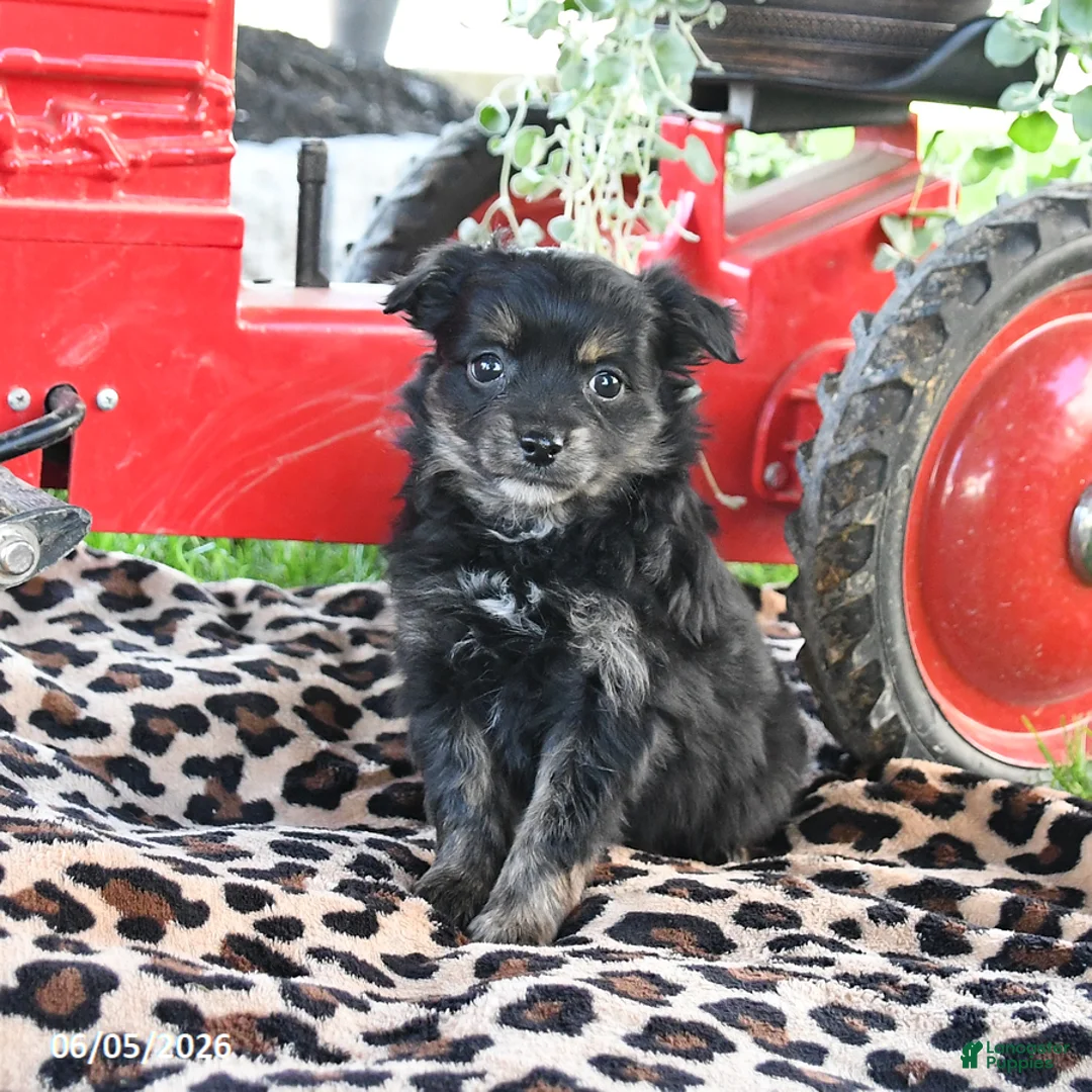 Pomapoo dogs for sale: Peanut  - Ad 1