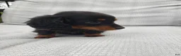 Miniature Dachshund dogs for sale: Miniature Dachshund Puppy 2 - Ad 2