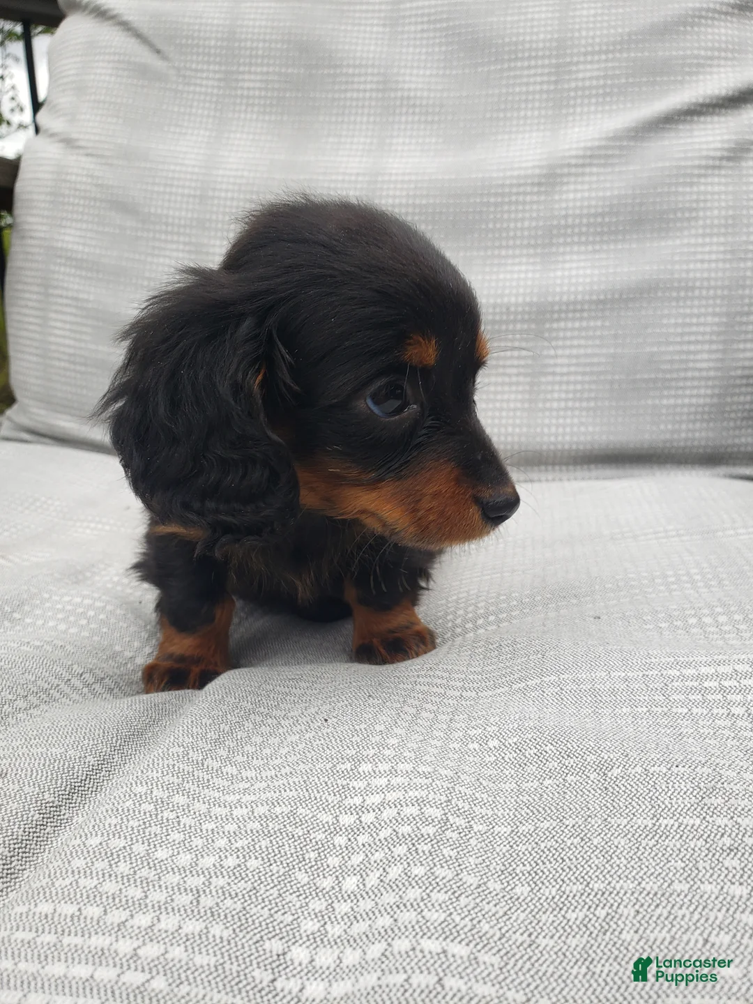 Miniature Dachshund dogs for sale: Miniature Dachshund Puppy 2 - Ad 2