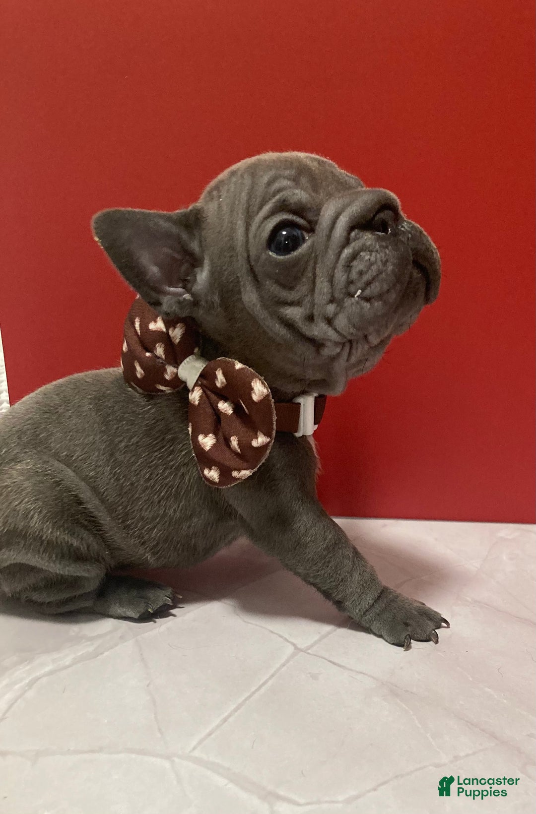 French Bulldog dogs for sale: Bam Bam - Ad 3