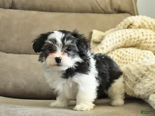 Havapoo dogs for sale: Holly - Ad 1