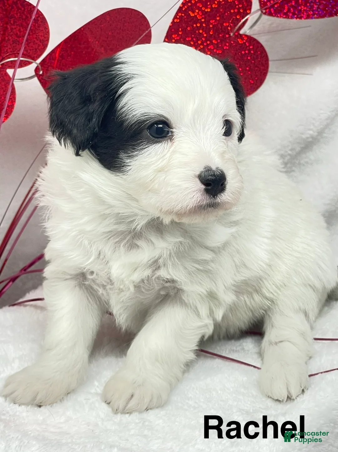 Mixed Breed dogs for sale: Mixed Breed Puppy 2 - Ad 4